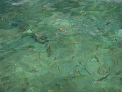 Mulloidichthys vanicolensis