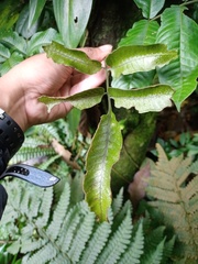 Bolbitis heteroclita