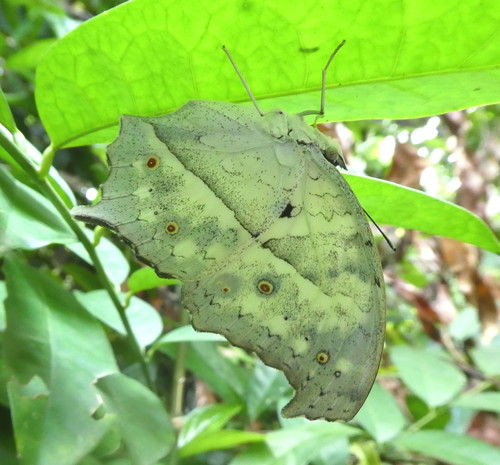 Common Mother-of-Pearl