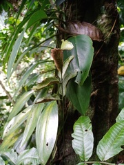 Bolbitis heteroclita