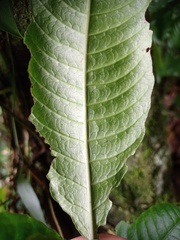 Bolbitis heteroclita