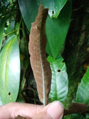 Bolbitis heteroclita