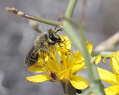 Colletes moricei