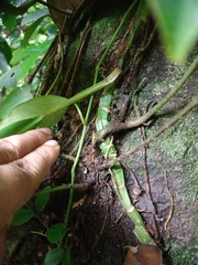 Bolbitis heteroclita