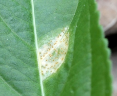 Melampsora rostrupii