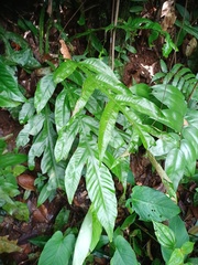 Tectaria beccariana