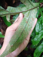 Tectaria beccariana