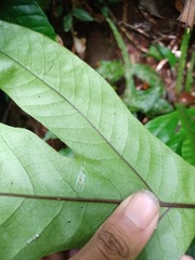 Tectaria beccariana