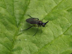Rhaphium