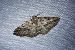 Pterospoda nigrescens
