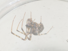 Dolichognatha longiceps