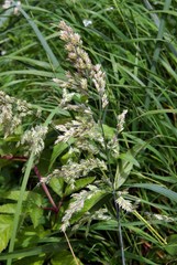 Poa eminens