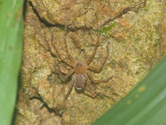 Heteropoda homstu