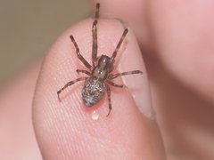 Dolichognatha longiceps