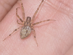 Dolichognatha longiceps