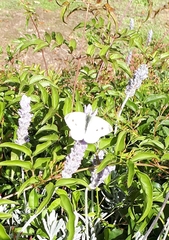 Pieris rapae