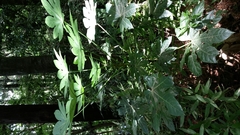 Fatsia japonica
