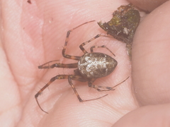 Dolichognatha longiceps