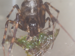 Dolichognatha longiceps