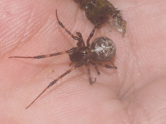 Dolichognatha longiceps