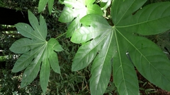 Fatsia japonica