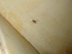 Spartaeus spinimanus