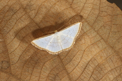 Leuciris fimbriaria