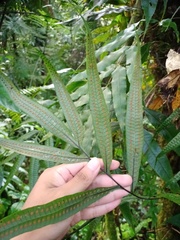 Selliguea taeniata
