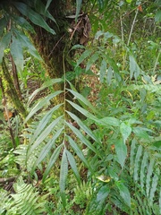 Selliguea taeniata