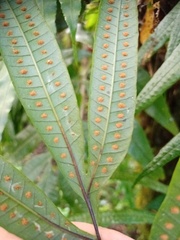 Selliguea taeniata