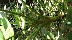 Fatsia japonica