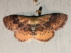 Leptostales ferruminaria