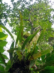 Selliguea heterocarpa