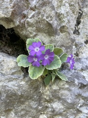 Primula albenensis