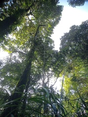 Plectocomia elongata