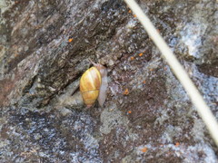 Bothriembryon indutus