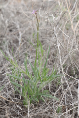 Diptychocarpus strictus