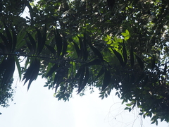 Plectocomia elongata