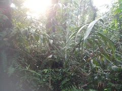 Plectocomia elongata