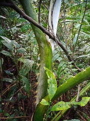 Plectocomia elongata