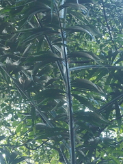 Plectocomia elongata