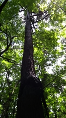 Angiospermae
