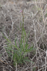 Diptychocarpus strictus