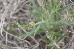 Diptychocarpus strictus