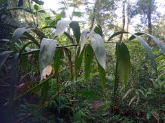 Plectocomia elongata