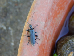 Cantharis obscura