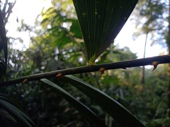 Plectocomia elongata