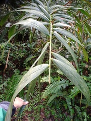 Plectocomia elongata