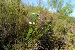 Phylica propinqua