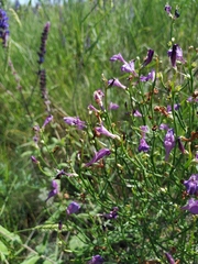 Dodartia orientalis